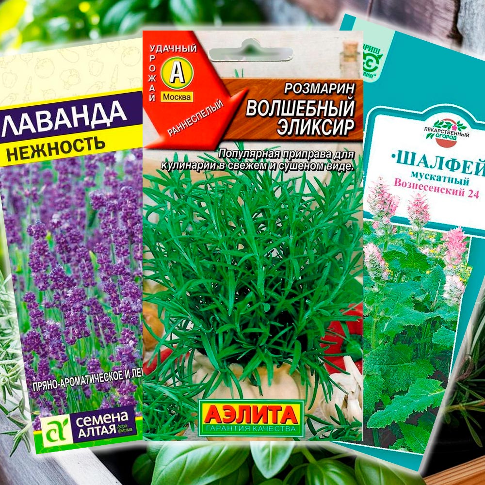 Зелень для дачи выходного дня